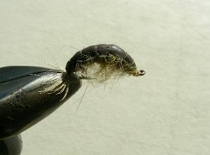 Nympf Stonefly f31