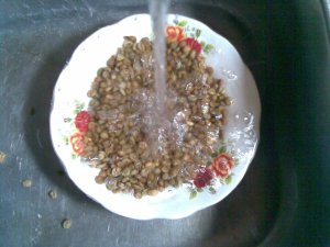 green beans luwak coffee