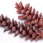 Assorted Pine Cones (50)