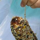 Pine Cone Bird Feeder