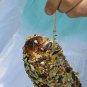 Pine Cone Bird Feeder