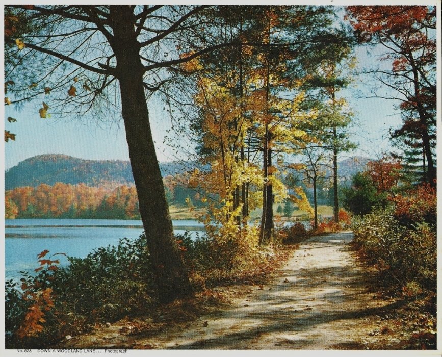 Vintage Print Autumn Scene Down A Woodland Lane 8x10