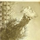 ORGAN PIPE CACTUS NATIONAL MONUMENT