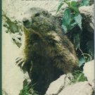MOUNTAIN WILDLIFE Richard Perry HCDJ