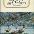 SHOREBIRDS AND PREDATORS By John Rodgers
