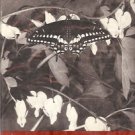 THE JUNIOR OF BOOK OF INSECTS INTERESTING FACT ABOUT THE LIVES & HABITS OF COMMO