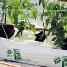 Hydroponics Bags