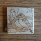 Baltimore Oriole