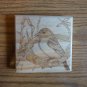 Baltimore Oriole