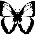 butrfly015