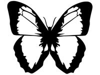 butrfly015