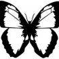 butrfly015
