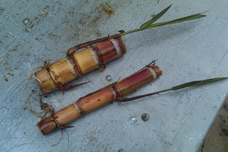 LIVE HAWAIIAN SUGAR CANE PLANT CUTTING Green Strain!! Saccharum