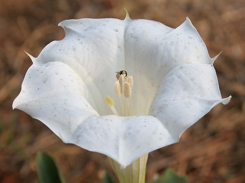 100 DATURA INOXIA innoxia MOONFLOWER Toloache SACRED DATURA Indian ...