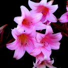 Lovely and Pink - 4x6