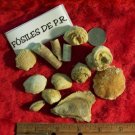 Bag of Mixed Cretaceous Fossils from Puerto Rico