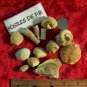 Bag of Mixed Cretaceous Fossils from Puerto Rico