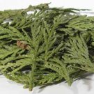 Cedar Tips Voodoo Ritual Herbs 1 Lb