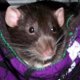 Rat Stuff