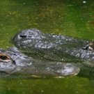 Gator love