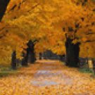 Autumn Mist Soy Candle 8oz Jar Triple Scented 50+Hrs