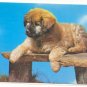 SWEET PUPPY ON WOODEN BENCH, VINTAGE CHROME Vintage  POSTCARD   55