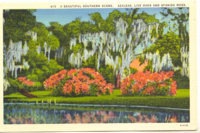 SOUTHERN SCENE, AZALEAS,OAKS, SPANISH MOSS Vintage POSTCARD 66