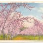 ORCHARD IN BLOOM, SOUTHERN CALIFORNIA VINTAGE POSTCARD   69