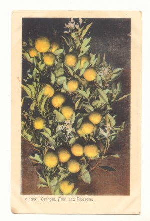 ORANGES, FRUIT AND BLOSSOMS, VINTAGE ANTIQUE POSTCARD   71