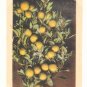 ORANGES, FRUIT AND BLOSSOMS, VINTAGE ANTIQUE POSTCARD   71