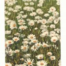 FIELD OF DAISIES, VINTAGE 1911 POST CARD, PHOTOCHROMIE   78