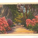 AZALEAS AND SPANISH MOSS IN THE SUNNY SOUTH POSTCARD    80