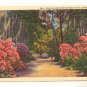 AZALEAS AND SPANISH MOSS IN THE SUNNY SOUTH POSTCARD    80
