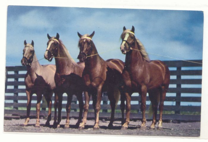 A STRING OF THOROUGHBREDS, HORSES VINTAGE POSTCARD 133