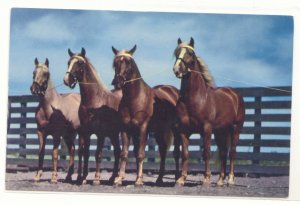 A STRING OF THOROUGHBREDS, HORSES VINTAGE POSTCARD   133