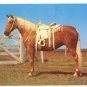 READY TO RIDE, GOLDEN PALOMINO, WESTERN TACK, POSTCARD   134