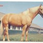 CREAMY PALOMINO, HORSE, FARM, VINTAGE CHROME POSTCARD   135