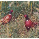 RING NECKED PHEASANTS VINTAGE CHROME POSTCARD    #178