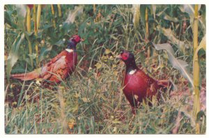 RING NECKED PHEASANTS VINTAGE CHROME POSTCARD    #178