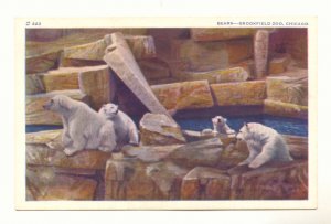 BEARS, BROOKFIELD ZOO, CHICAGO, ILLINOIS POLAR BEARS   POSTCARD #252