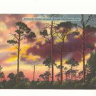 FLORIDA SUNSET SEEN THROUGH CARIBBEAN PINES POSTCARD   #379