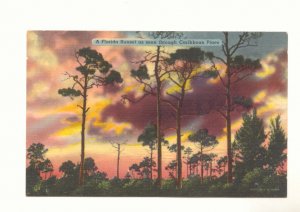 FLORIDA SUNSET SEEN THROUGH CARIBBEAN PINES POSTCARD   #379