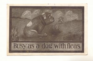 1911 BUSY AS A DOG WITH FLEAS, SAD BULL DOG Postcard   #443