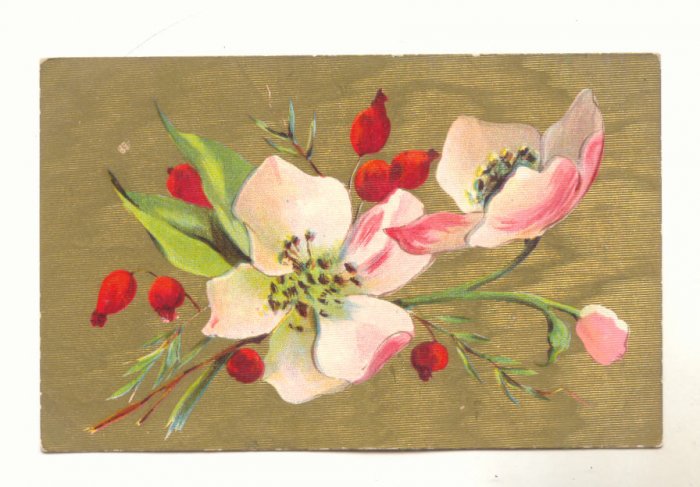 Large Pink Poppies, Gold Background Vintage 1909 Postcard #538