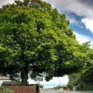 American Beech Tree Seed 15 Count