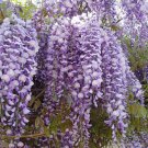 Japanese Wisteria Seeds 10 Count