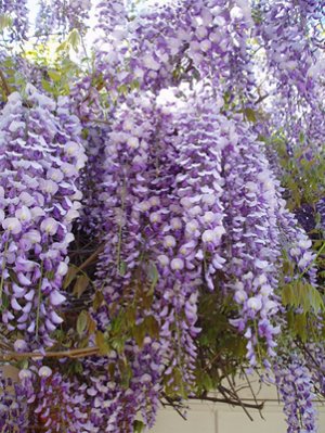 Japanese Wisteria Seeds 10 Count