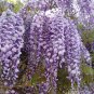 Japanese Wisteria Seeds 10 Count