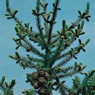 Black Spruce Seeds 25 Count