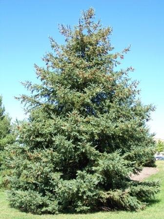 Black Hills Spruce Seeds 25 Count